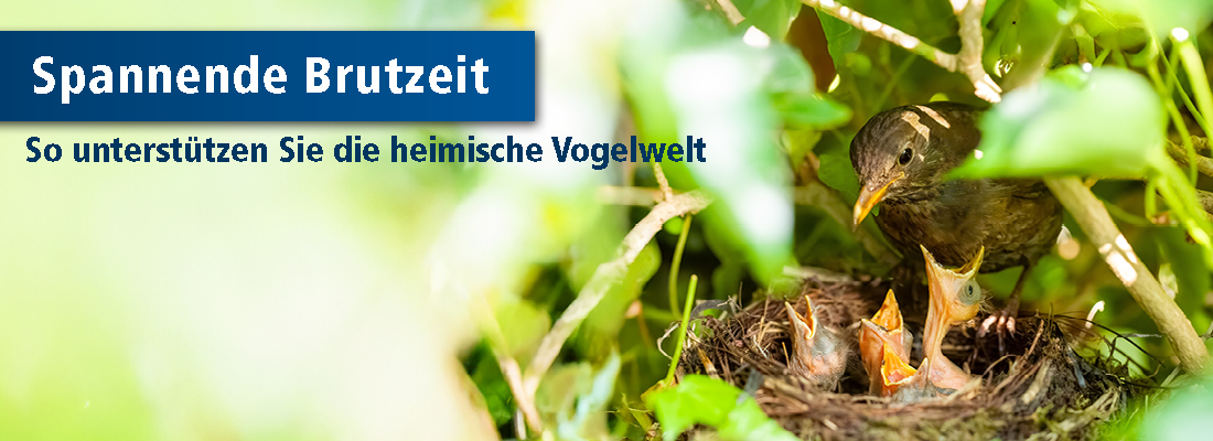 Spannende Brutzeit bei Wildvögeln